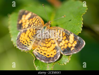 A silvery checkerspot butterfly rests on a leaf in the summer sunshine. Stock Photo