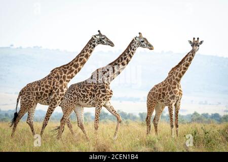 Tower of giraffe walking together in tall grass in Masai Mara in Kenya Stock Photo