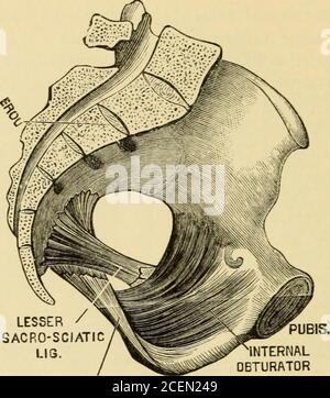 . The science and art of midwifery. y the pyriformismuscles. The pyramidal muscle has a triangular shape. Its basepresents a series of digitations which are inserted upon the lateralportions of the anterior surface of the sacrum, along the outer bordersof the four lower sacral foramina and the upper portion of the sacro-eciatic ligament. It then crosses the large sciatic foramen, and,passing outward, terminates in a tendon, which is inserted into thelarge trochanter. The obturator foramen is covered by the internal obturator mus-cle. The latter is attached to the quadrilateral surface which co Stock Photo