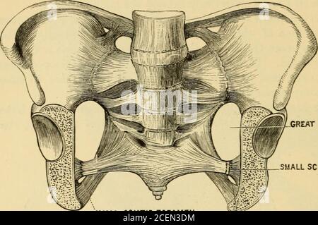 . The science and art of midwifery. Fig. 90.—Front view of pelvis, with ligaments. (Quain.) following help to close in the pelvis. Across the obturator foramen isstretched a fibrous septum, complete except where a small opening isleft for the passage of the nerve and vessels. The great sacro-sciatic ligament extends partly from the lower bor-der of the sacro-iliac articulation, and partly from the lower border ofthe sacrum and coccyx to the tuberosity of the ischium. The smallsacro-sciatic ligament lies in front of the preceding, and extends fromthe side of the sacrum and coccyx to the spinous Stock Photo