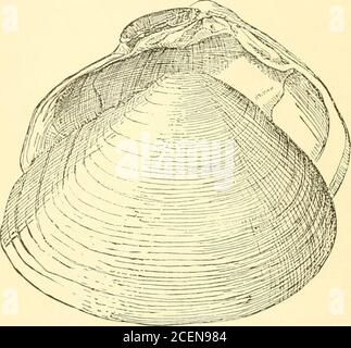 . West coast shells. A familiar description of the marine, fresh water ...