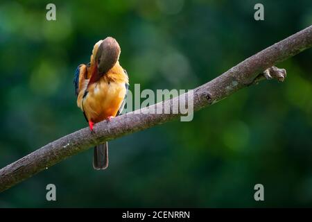 A single Stork-billed kingfisher perched on a branch in Bukit Timah, Singapore Stock Photo