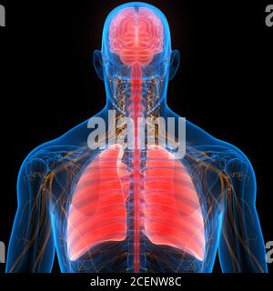 Human Internal Organs Brain with Lungs Anatomy Stock Photo