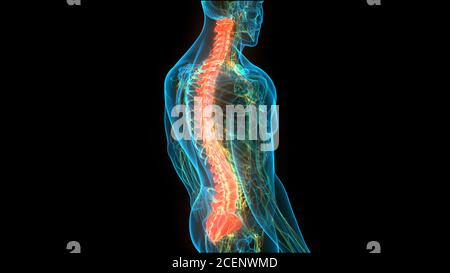 Spinal Cord Vertebral Column of Human Skeleton System Anatomy Stock Photo