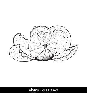 set with tangerines isolated on a white background. Stock Vector