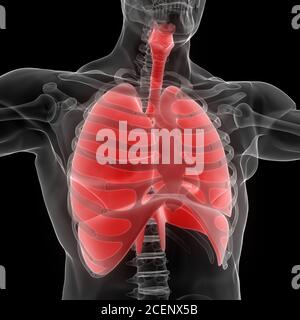 Human Respiratory System Lungs with Diaphragm Anatomy Stock Photo