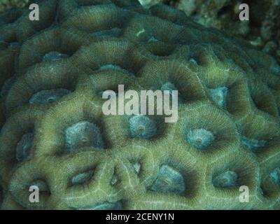 Hard Coral Macro Favia / Favites ECU Reef Stock Photo
