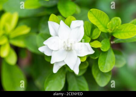 Pretty gardenia flower (Gardenia jasminoides) blooming  Beautiful in morning in the green leaf garden background Stock Photo