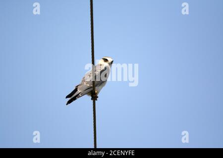 black shouldered kite, shikra, falcon, eagle, osprey , kestrel and other birds of prey in Pakistan