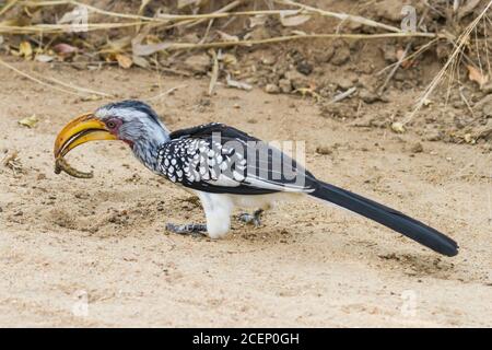 Southern yellow-billed hornbill (Tockus leucomelas) eating a caterpillar larva in Kruger National Park, South Africa with bokeh background Stock Photo