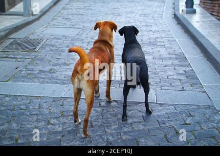 Photo of two stray dogs looking at the road in the distance Stock Photo