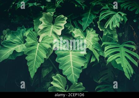 stachys hummelo plant Betony, Dwarf 'Hummelo' (Stachys) – Passiglia Landscape, Nursery & Garden  Center main image 1
