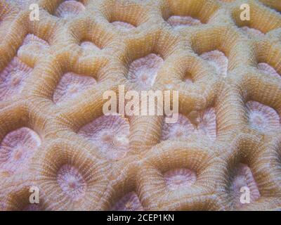 Macro Image Of Hard Coral Favites/Favia Stock Photo