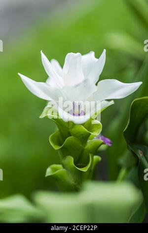 Curcuma Zanthorrhiza (Siam Tulip Curcuma Alismatifolia) white Flower In The Nature and in the garden Stock Photo