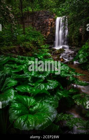 Triglav, Slovenia - Huge green leaves and a beautiful hidden waterfall in the forest of Triglav National Park Stock Photo