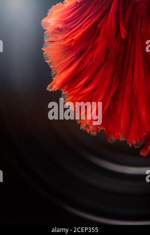 Abstract background image derived from striated surfaces Streak fluttering From the swimming of the  Red Betta fighting fish on black background Stock Photo