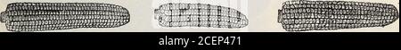 . 18th annual catalogue of the Germain Seed and Plant Co. Crosbys Early.. Early Mammoth. early, sweet and productive. Per lb. 10c; 100 lbs. $7.00. Stock Photo