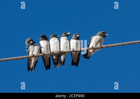 White-breasted Wood Swallow perched on electricity wire Stock Photo