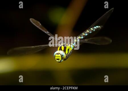 Dragonfly in flight Stock Photo