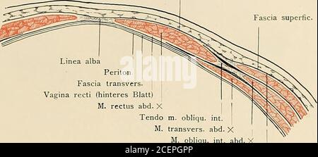 . Die Anatomie des Menschen : Mit Hinweisen auf die ärztliche Praxis : Abt. 1-6. Text und Atlas. M. latissimusdorsi. M. transvers.abd. Apon. liimbo.dors. Querer Bauchmuskel. Seitenansicht. Musculi abdominis. — 14 — 17 /; /- agina recti Ivorderes Blatt) Fascia superfic.. Tendo M. M. obliqu. int. abd. XM. obliqu. ext. abd. X Querschnitt der vorderen Bauchwand oberhalb des Nabels.Rectusscheide. 18 Aponeur. ra. obliqu. int. et. transvers. abd. Stock Photo