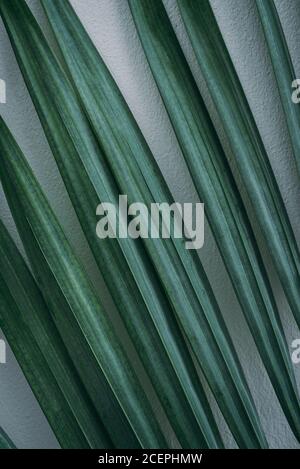 Green palm leaf on white wall background