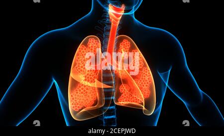 Human Respiratory System Lungs with Alveoli Anatomy Stock Photo