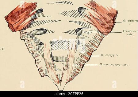 . Die Anatomie des Menschen : Mit Hinweisen auf die ärztliche Praxis : Abt. 1-6. Text und Atlas. geus Os coccygis M. sacro-cocc3g.pcst. Muskeln an der Rückseite des Steißbeines. Foram.sacr.anter.. Muskeln an der Vorderseite des Steißbeines. Musculi ossis coccygis. — 9 12. 12 M. teres. maj. M. latiss. dors. Stock Photo