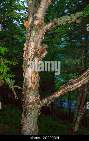 A mountain paper birch (Betula cordifolia) shedding its bark. Shiphaven Trail, Fundy National Park, New Brunswick, Canada. Stock Photo