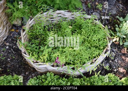 Wicker Basket Planter & Purple Gromwell Lithospermum purpurocaeruleum Stock Photo