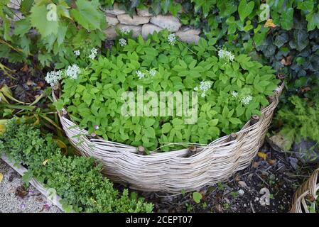 Wicker Basket Planter & Aegopodium podagraria, Ground Elder aka Herb Gerard, Goutweed, Gout Wort, Wild Masterwort or Snow-in-the-Moountain Stock Photo