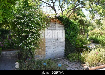 Garden Shed & Climbing Rose Rosa sempervirens or Everygreen Rose in  Salagon Priory Gardens Mane Provence France Stock Photo