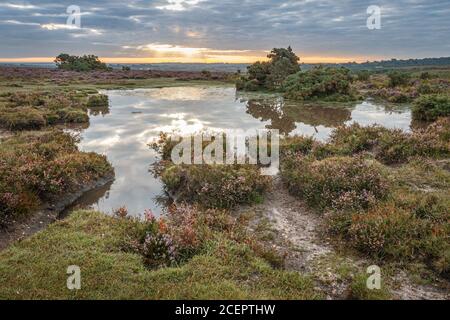 The seasons are changing from summer to autumn and the heather across the New Forest is flowering creating rolling hills of colour Stock Photo