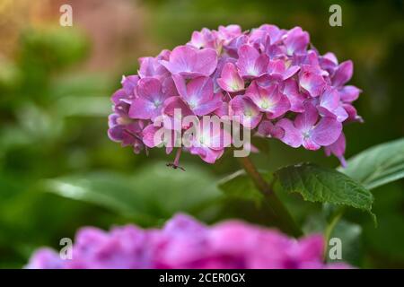 Purple Hydrangea.  Garden shrub, Clackmannanshire, Scotland. Stock Photo