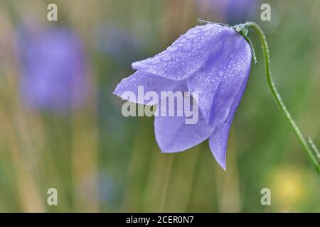 Harebell or Scottish Bluebell, Campanula rotundifolia.  Ochils, Clackmannanshire, Scotland Stock Photo