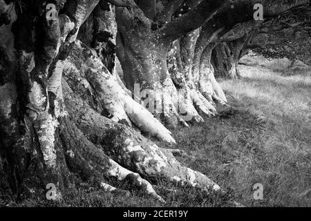 Row of Beech trees, Lammermuir Hills, East Lothian, Scotland.  Black and White Stock Photo