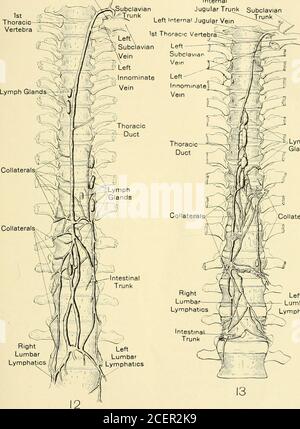 thoracic duct netter