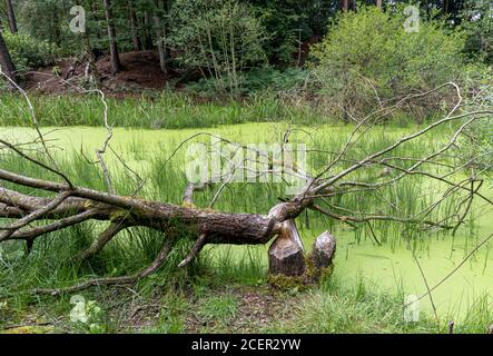 Beaver activity in Cropton forest Stock Photo