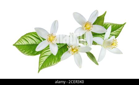 Blossoming branch of lemon tree isolated on white background Stock ...