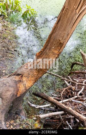 Beaver activity in Cropton forest Stock Photo