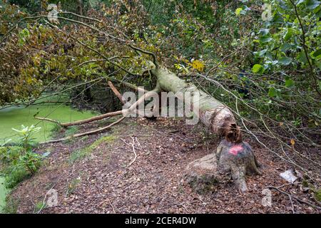 Beaver activity in Cropton forest Stock Photo