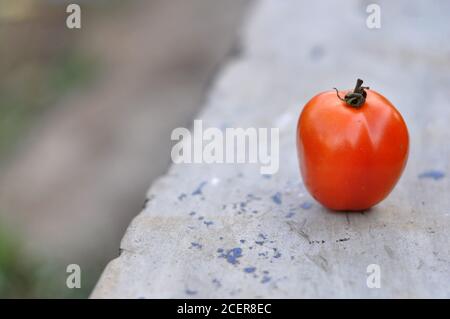 One Red Tomato Close Up Photo Outdoor Stock Photo