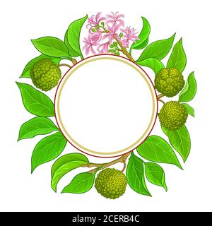 calodendrum vector frame Stock Vector