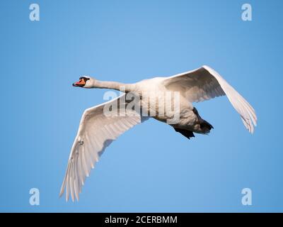 Adult White Swan in flight Stock Photo