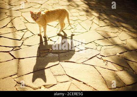 Golden cat walks in a sunny summer garden along a stone road with a deep shadow from its body. Stock Photo