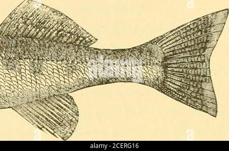 . American fishes; a popular treatise upon the game and food fishes of North America, with especial reference to habits and methods of capture. THE ZA.VDER. S. LrCIOPEUCA. They feed upon every kind of small fish, and do not even spare their ownoffspring. In the sea-going rivers of Germany they prey largely upon thesmelt, and in our own waters upon the various small cyprinoids. Insects,larvos, crawfish and worms are also devoured in great numbers, and evenfrogs and snakes. Their eggs are from i to ^2 millimeters in diameter, and light goldenvellow in color, and are adhesive like those of the s Stock Photo
