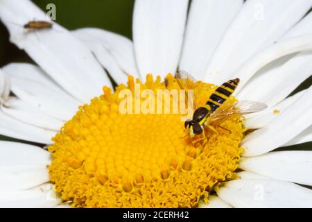 Sphaerophoria scripta hoverfly, Sussex garden, UK Stock Photo