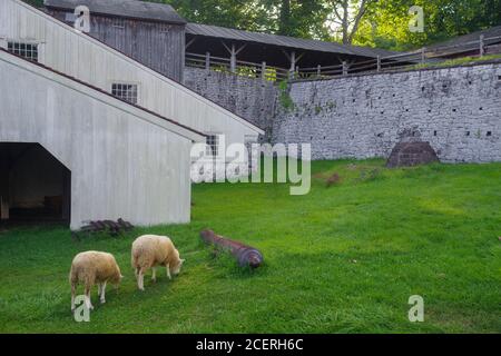 Sheep grazing around a cannon at the Hopewell Furnace National Historic Site in Pennsylvania. Stone wall and whitewashed wood buildings. Stock Photo