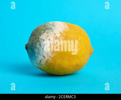 ripe yellow lemon with mold on a blue background, close up Stock Photo