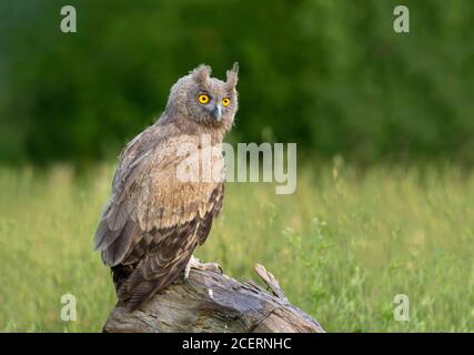 barn owl , scoops owl , dusky eagle owl, long eared owl, and spotted owlets in Pakistan Stock Photo