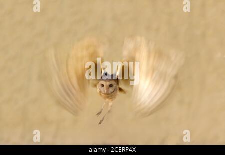 barn owl , scoops owl , dusky eagle owl, long eared owl, and spotted owlets in Pakistan Stock Photo